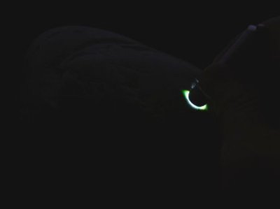 画像5: 糸魚川産翡翠原石 (5)